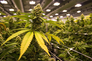 Hemp / Cannabis